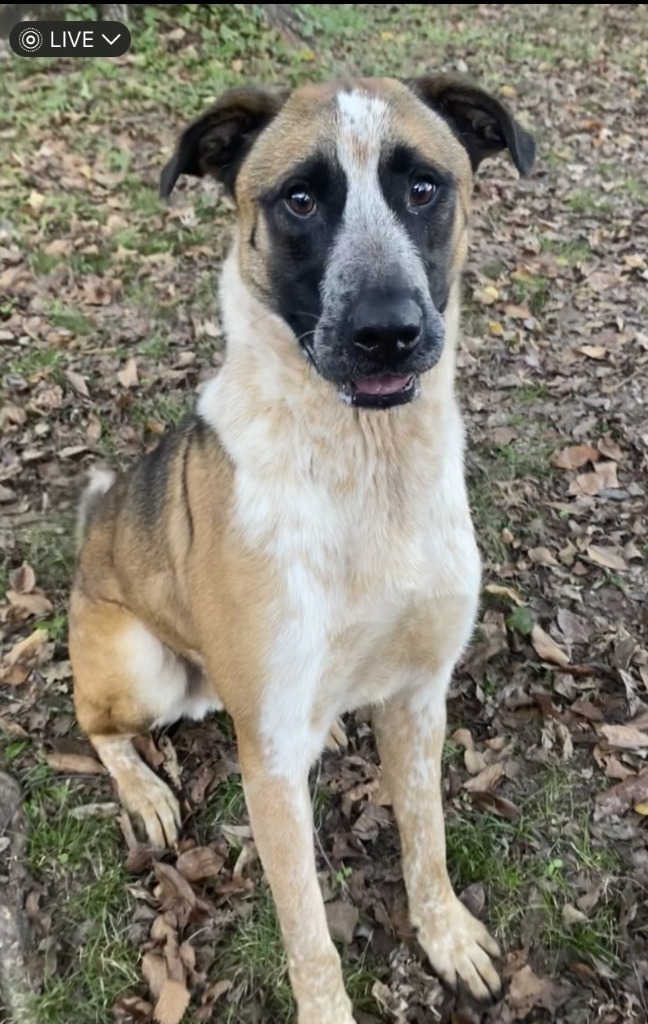 TAHOE, an adoptable Australian Cattle Dog / Blue Heeler in Little Rock, AR, 72210 | Photo Image 1