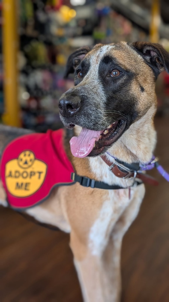TAHOE, an adoptable Australian Cattle Dog / Blue Heeler in Little Rock, AR, 72210 | Photo Image 1