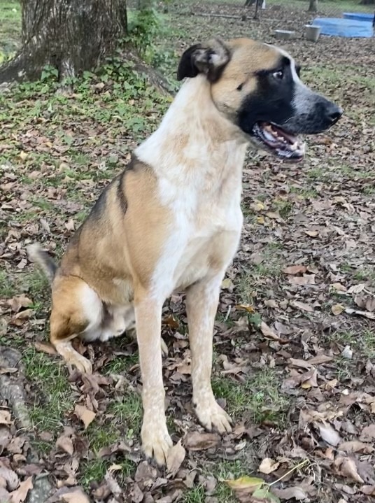 TAHOE, an adoptable Australian Cattle Dog / Blue Heeler in Little Rock, AR, 72210 | Photo Image 4