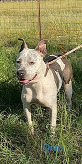 Oreo, an adoptable Australian Cattle Dog / Blue Heeler & Pit Bull Terrier Mix in Harper, TX_image-2