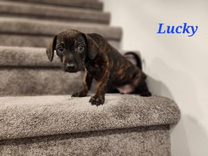 Millie pup- Lucky