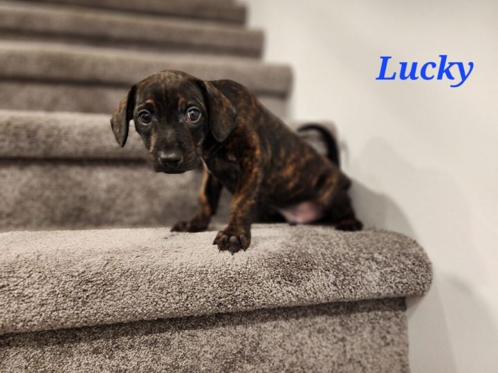 Millie pup- Lucky, an adoptable Dachshund Mix in Warrenton, MO_image-1