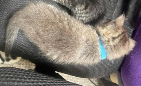Opie (SOA litter) 2