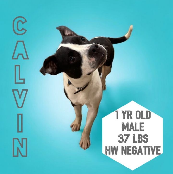Calvin, an adoptable Pit Bull Terrier in Sorrento, LA_image-1