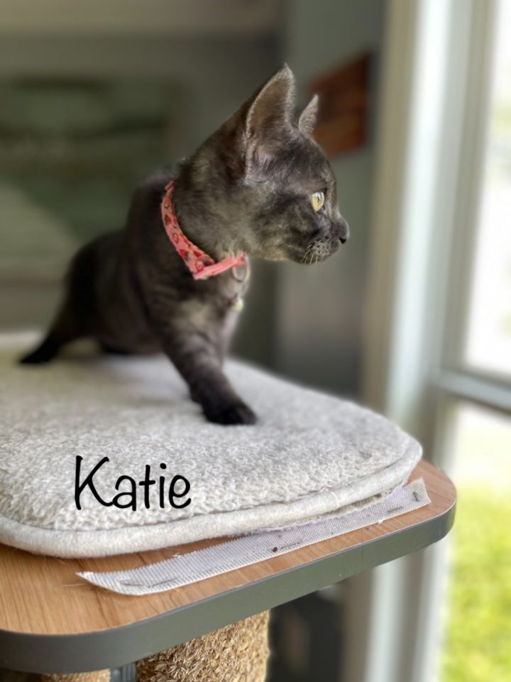 Katie, an adoptable Domestic Short Hair in Hoover , AL_image-1