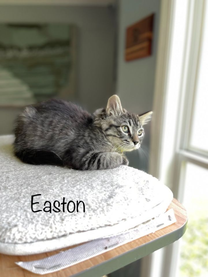 Easton, an adoptable Domestic Medium Hair in Hoover , AL_image-1