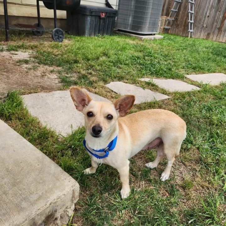 Flower, an adoptable Chihuahua Mix in Seguin, TX_image-2