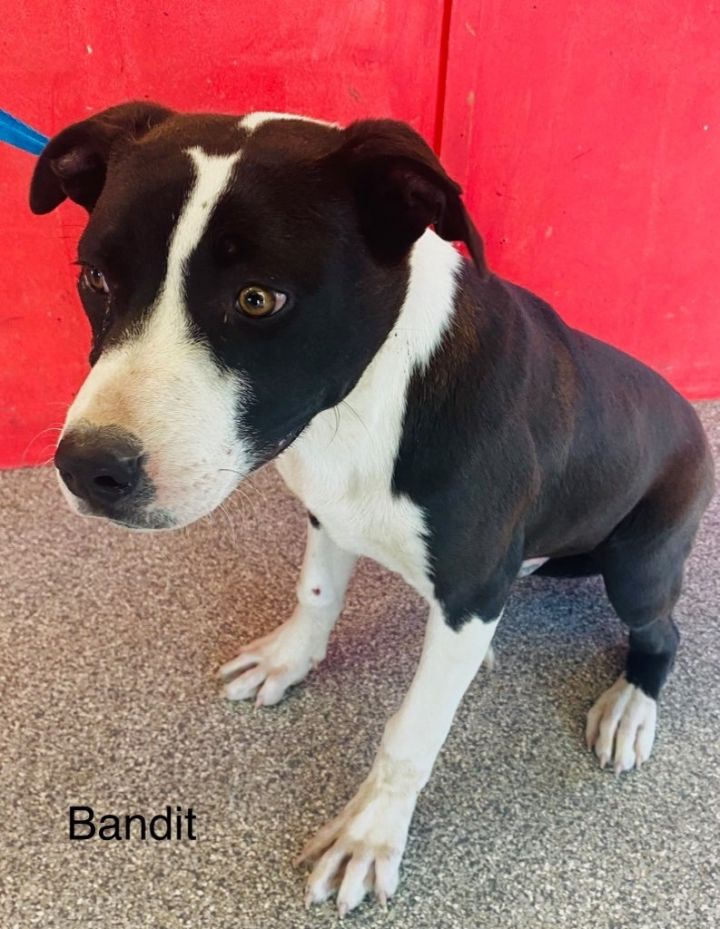 Bandit, an adoptable Labrador Retriever in Seminole, OK_image-1