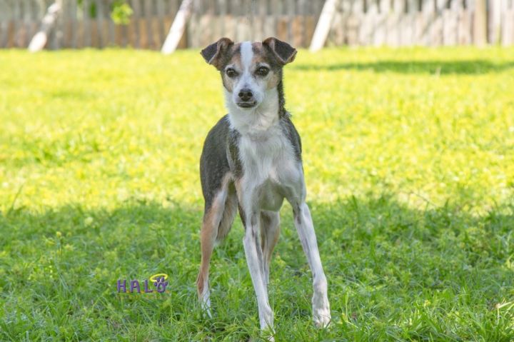 Jack, an adoptable Jack Russell Terrier & Whippet Mix in Sebastian, FL_image-1