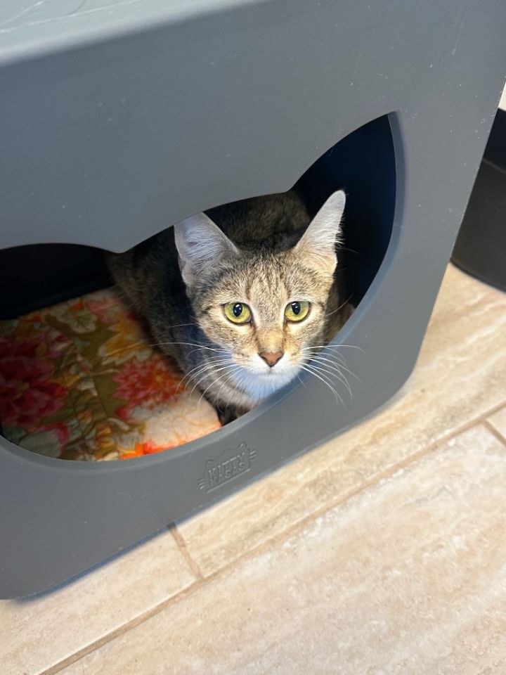 Crystal, an adoptable Domestic Short Hair in Fort Myers, FL_image-3
