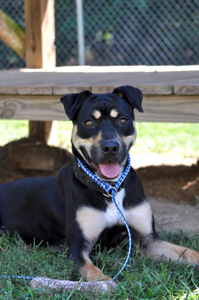 TAMBER LYNN MCGRAW, an adoptable Mixed Breed, Staffordshire Bull Terrier in Florence, SC, 29506 | Photo Image 1