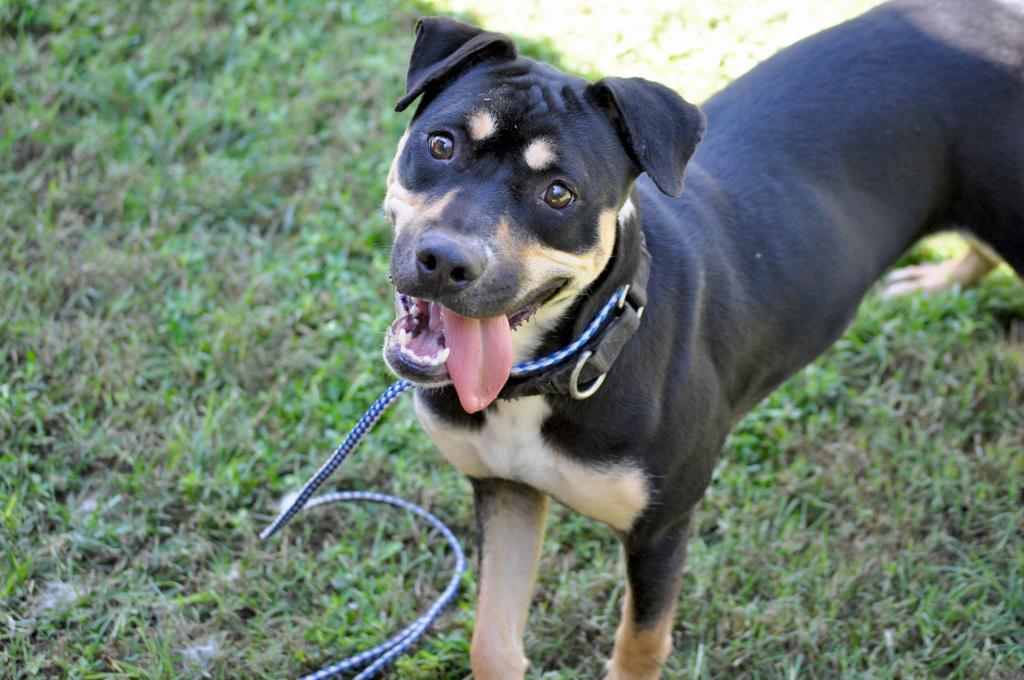 TAMBER LYNN MCGRAW, an adoptable Mixed Breed, Staffordshire Bull Terrier in Florence, SC, 29506 | Photo Image 6