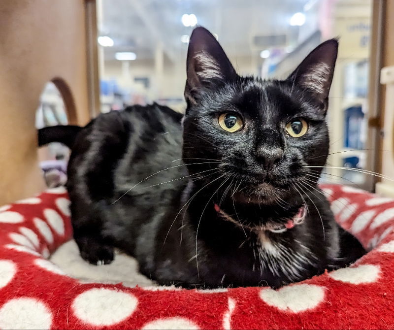 Eva, an adoptable Domestic Short Hair, American Shorthair in Niles, MI, 49120 | Photo Image 2
