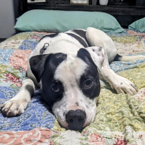 Dexter, an adoptable American Staffordshire Terrier in Savannah, GA_image-4