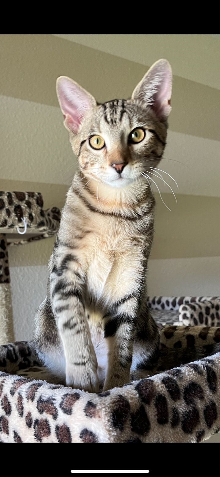 Doubtfire, an adoptable Domestic Short Hair Mix in Tyler, TX_image-2