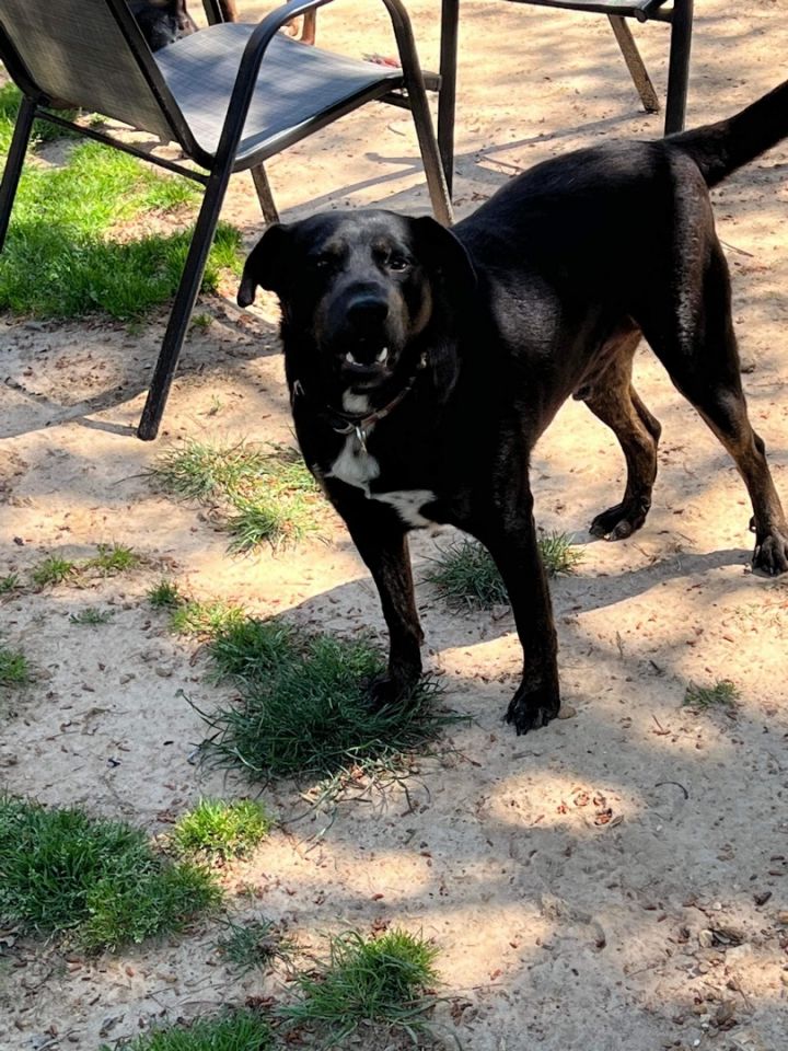 Bobo, an adoptable Rottweiler Mix in Pocahontas, AR_image-2
