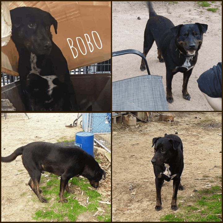 Bobo, an adoptable Rottweiler Mix in Pocahontas, AR_image-4