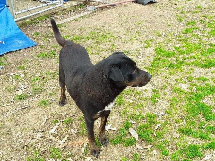 Bobo, an adoptable Rottweiler Mix in Pocahontas, AR_image-5