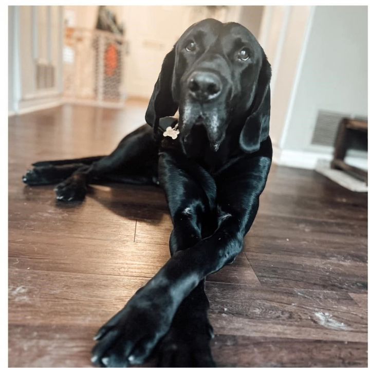 Duke John, an adoptable Bloodhound & Retriever Mix in Palatine, IL_image-1