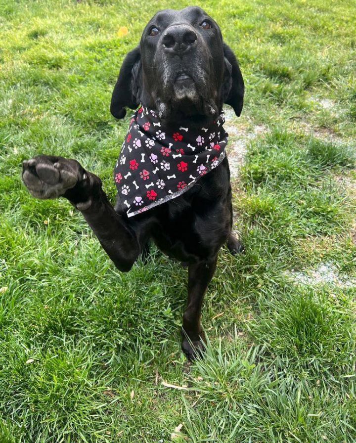 Duke John, an adoptable Bloodhound & Retriever Mix in Palatine, IL_image-4