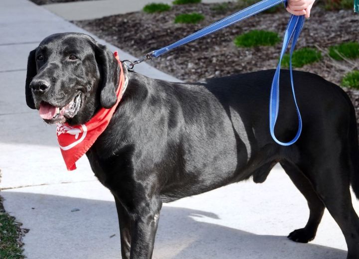Duke John, an adoptable Bloodhound & Retriever Mix in Palatine, IL_image-5