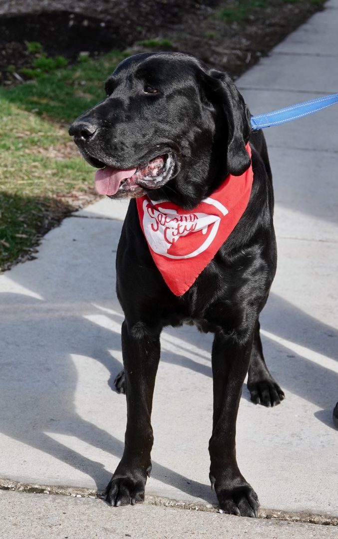 Duke John, an adoptable Bloodhound & Retriever Mix in Palatine, IL_image-6
