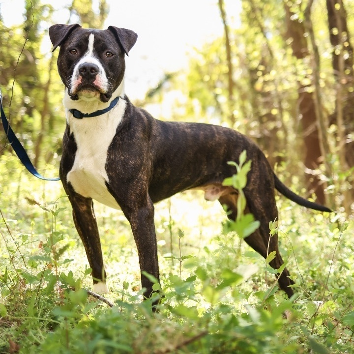 Bentley, an adoptable Terrier in Yanceyville, NC_image-2