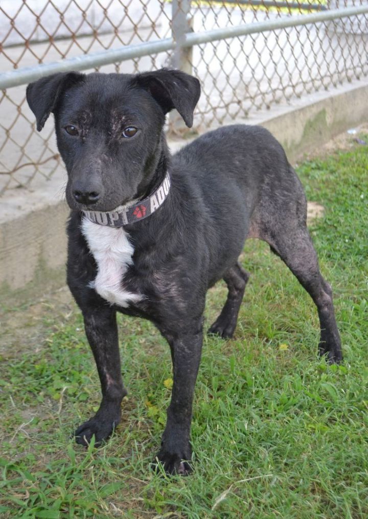 Lindi , an adoptable Pit Bull Terrier Mix in Beaumont, TX_image-1