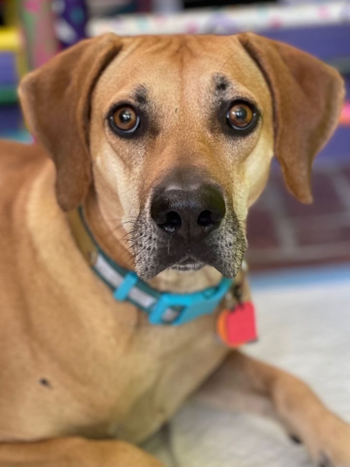 Honey, an adoptable Black Mouth Cur & American Foxhound Mix in Madisonville, TX_image-3