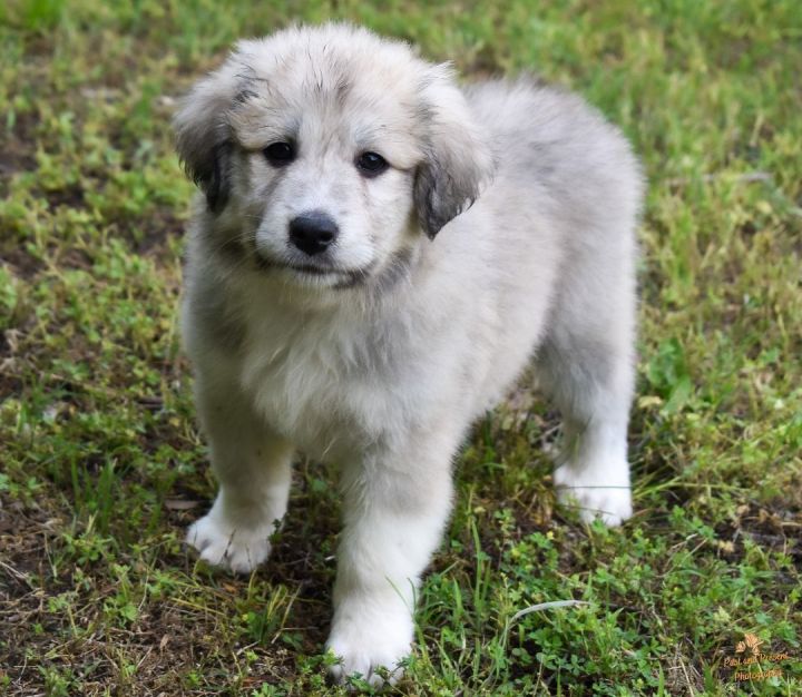 Moon's Story, an adopted Great Pyrenees in Kiowa, OK_image-4
