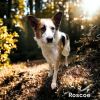 Roscoe