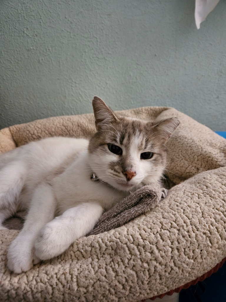 Perpugilliam (Peri) *IN FOSTER*, an adoptable Siamese in South Bend, IN, 46614 | Photo Image 2