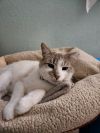 Perpugilliam (Peri) *IN FOSTER* photo 2