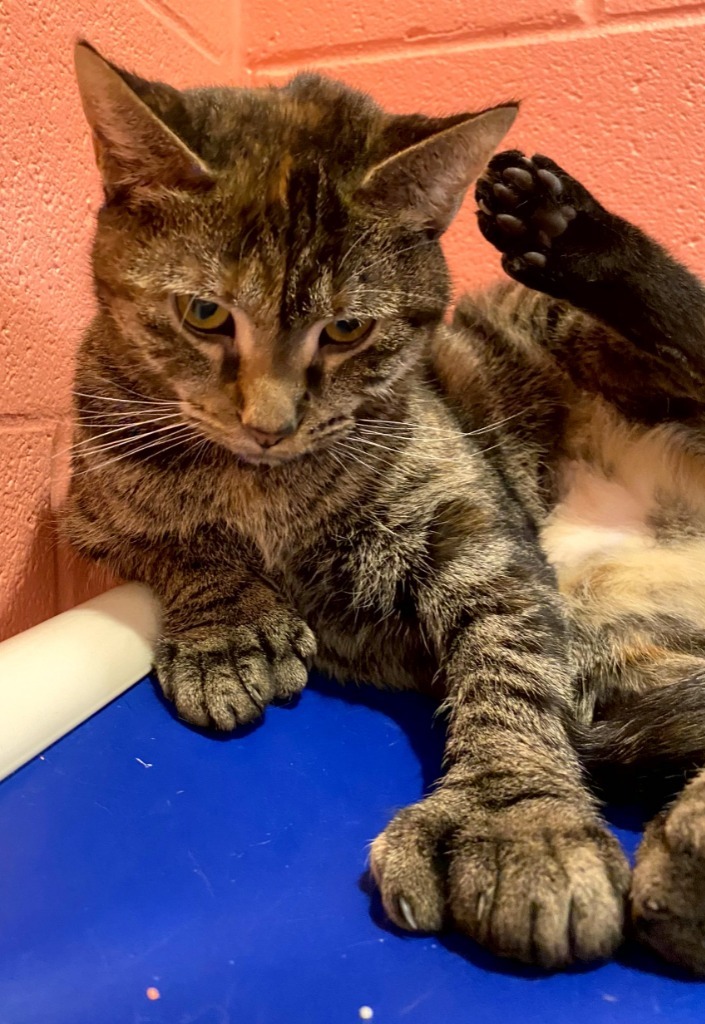 Patitas - Polydactyl, an adoptable Domestic Short Hair in South Bend, IN_image-3