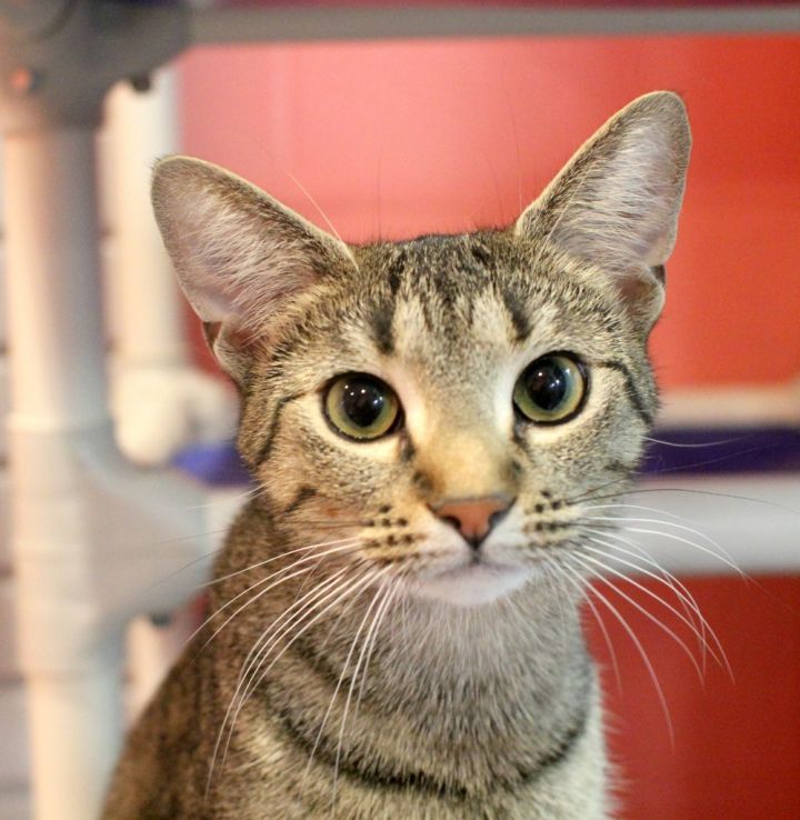 Anna, an adoptable Domestic Short Hair in South Bend, IN_image-1