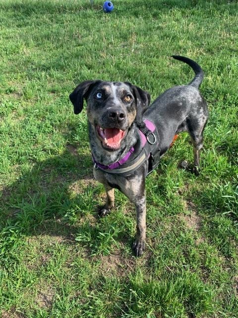 Bjork, an adoptable Catahoula Leopard Dog in South Bend, IN, 46614 | Photo Image 1