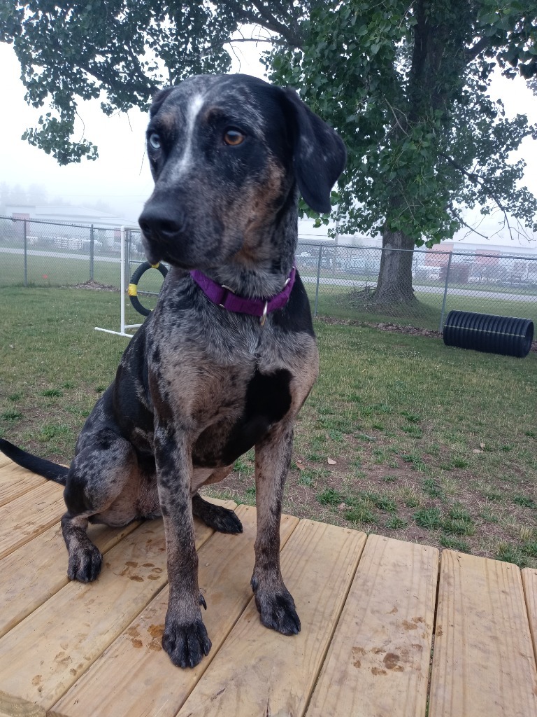 Bjork, an adoptable Catahoula Leopard Dog in South Bend, IN, 46614 | Photo Image 1