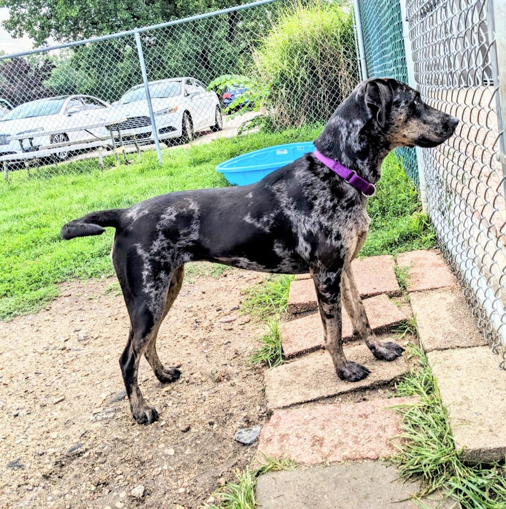 Bjork, an adoptable Catahoula Leopard Dog in South Bend, IN, 46614 | Photo Image 1