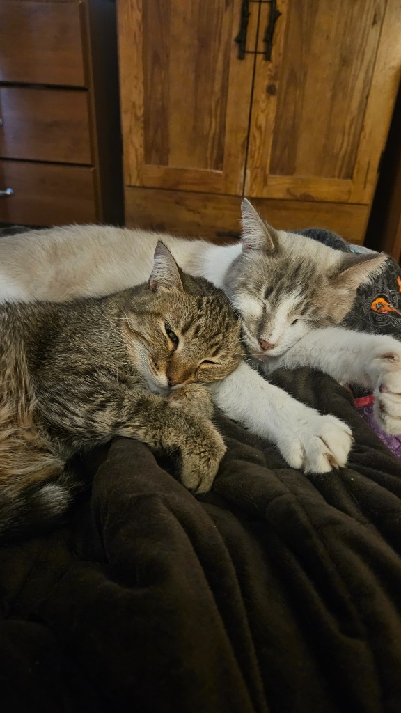 Derpy *IN FOSTER* FIV+, an adoptable Domestic Short Hair in South Bend, IN, 46614 | Photo Image 1