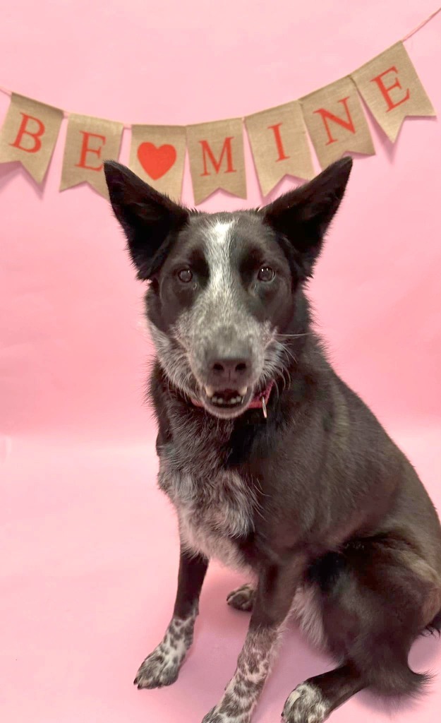 Abby, an adoptable Australian Shepherd, Australian Cattle Dog / Blue Heeler in South Bend, IN, 46614 | Photo Image 5