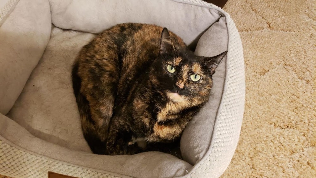 Jetta *IN FOSTER*, an adoptable Domestic Short Hair in South Bend, IN, 46614 | Photo Image 1