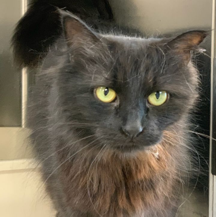 Ruby, an adoptable Domestic Medium Hair in South Bend, IN_image-2