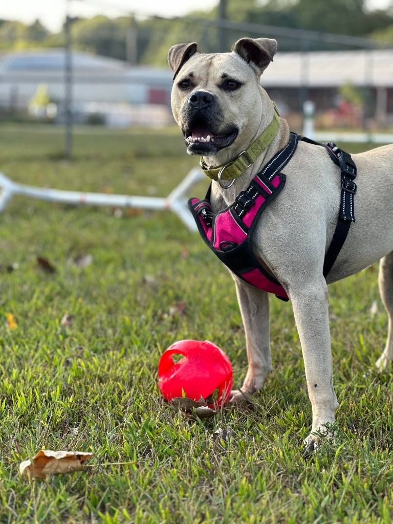 Kala, an adoptable Boxer, Labrador Retriever in South Bend, IN, 46614 | Photo Image 2