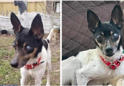 Pepe - In a Foster Home!, an adoptable Fox Terrier in South Bend, IN, 46614 | Photo Image 2