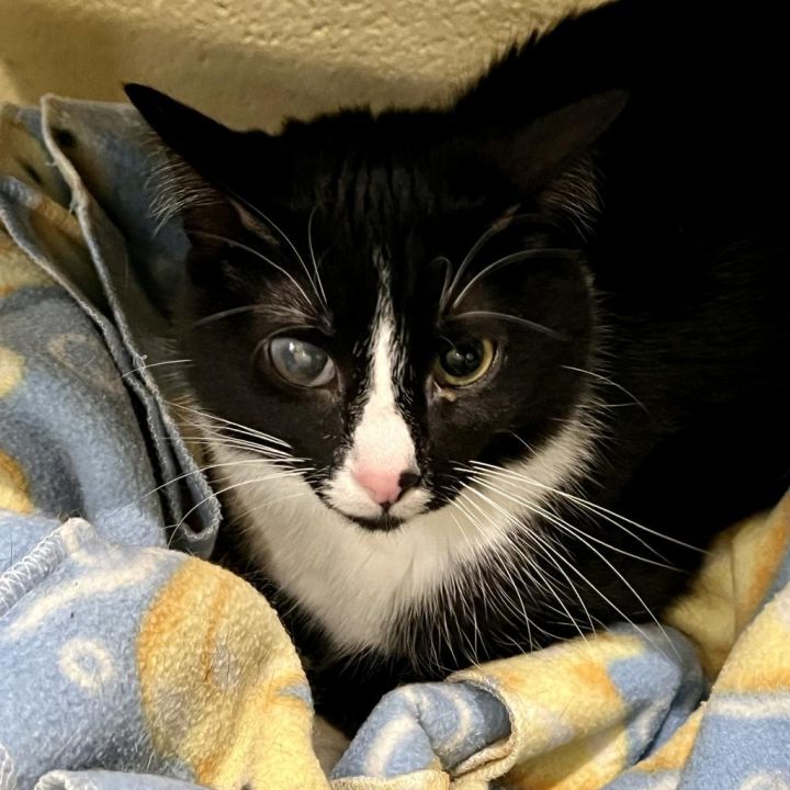 Pluto, an adoptable Domestic Short Hair in South Bend, IN_image-2