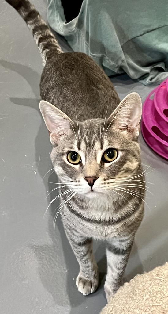 Frito, an adoptable Domestic Short Hair in South Bend, IN, 46614 | Photo Image 2