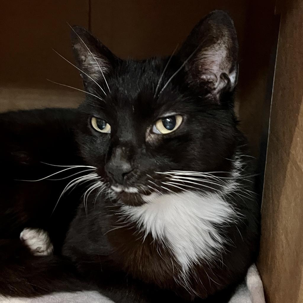 Stash, an adoptable Domestic Short Hair in South Bend, IN, 46614 | Photo Image 1