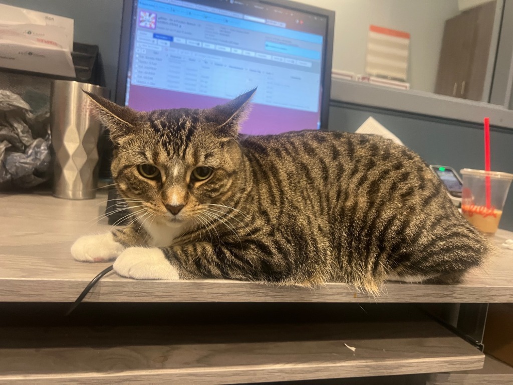 Blair *In Foster*, an adoptable Domestic Short Hair in South Bend, IN, 46614 | Photo Image 1