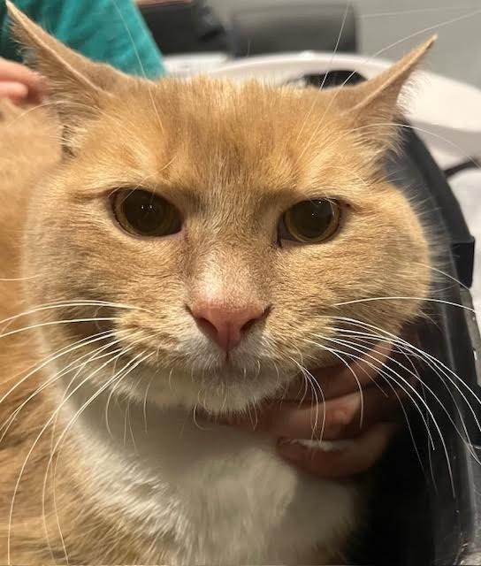 Capone - In a Foster Home!, an adoptable Domestic Short Hair in South Bend, IN, 46614 | Photo Image 1