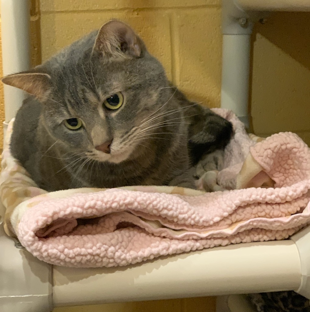 Limerick, an adoptable Domestic Short Hair in South Bend, IN, 46614 | Photo Image 3